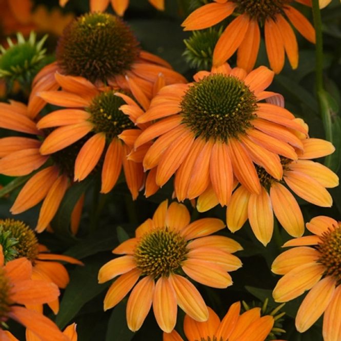 Hovedbilde Purpursolhatt 'Artisan Soft Orange' F1 - Echinacea purpurea ...