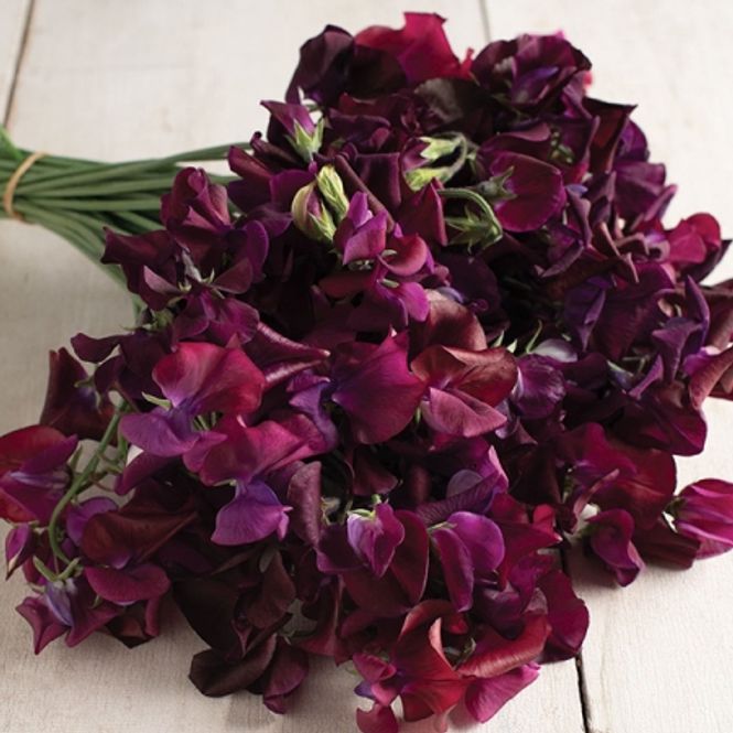 Hovedbilde Blomsterert 'Midnight' - Lathyrus odoratus