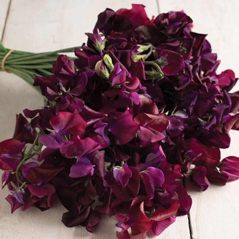 Blomsterert 'Midnight' - Lathyrus odoratus