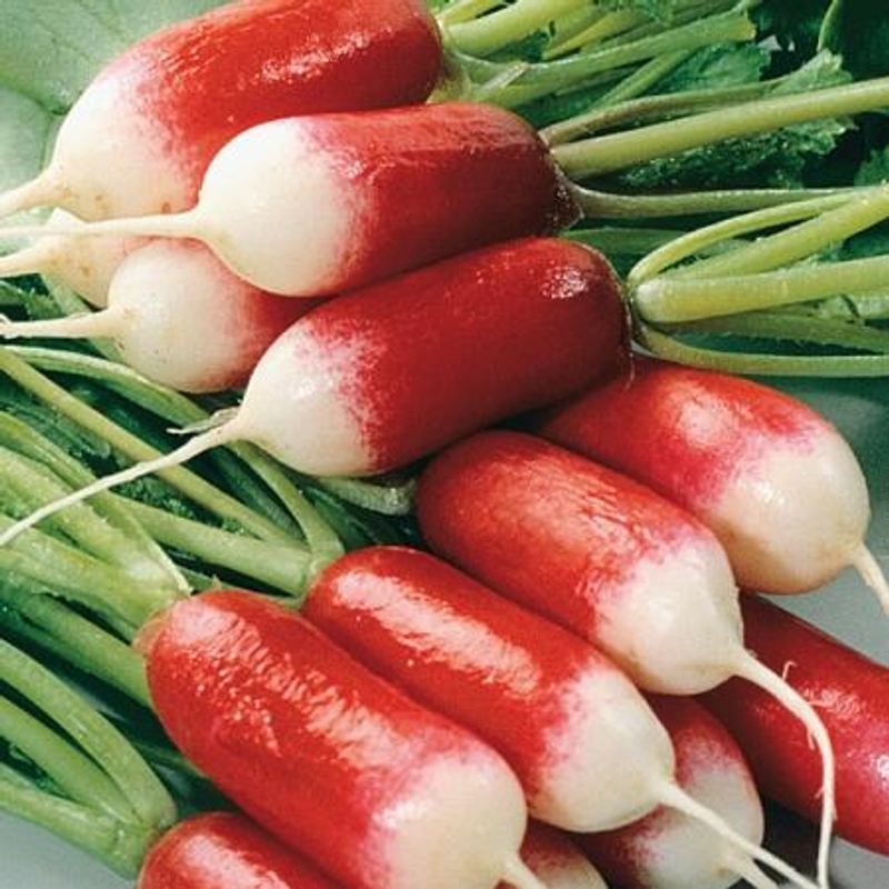 Reddik 'Patricia' - Raphanus sativus