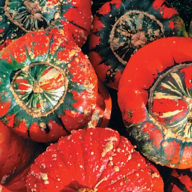 Hovedbilde Pyntegresskar ’Turk’s Turban’ - Cucurbita ...