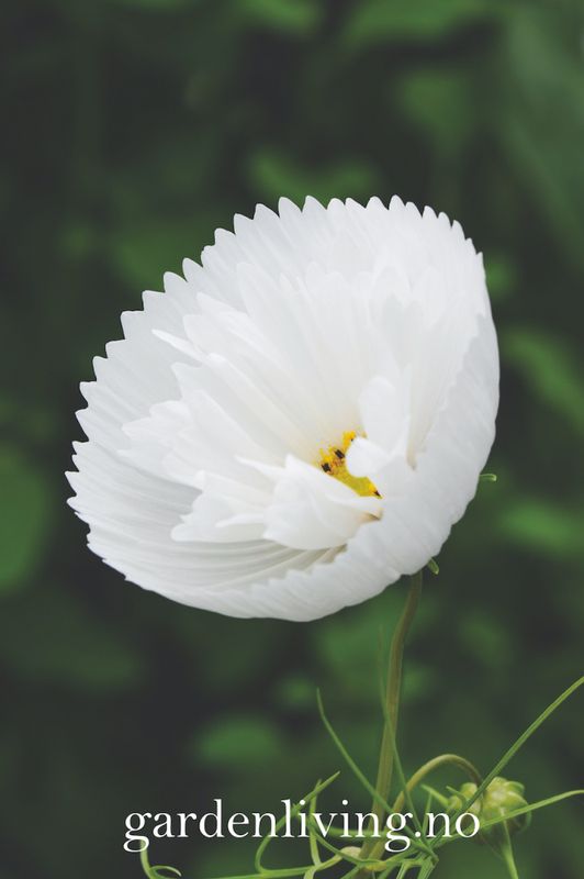 Pyntekorg 'Cupcakes White' - Cosmos bipinnatus