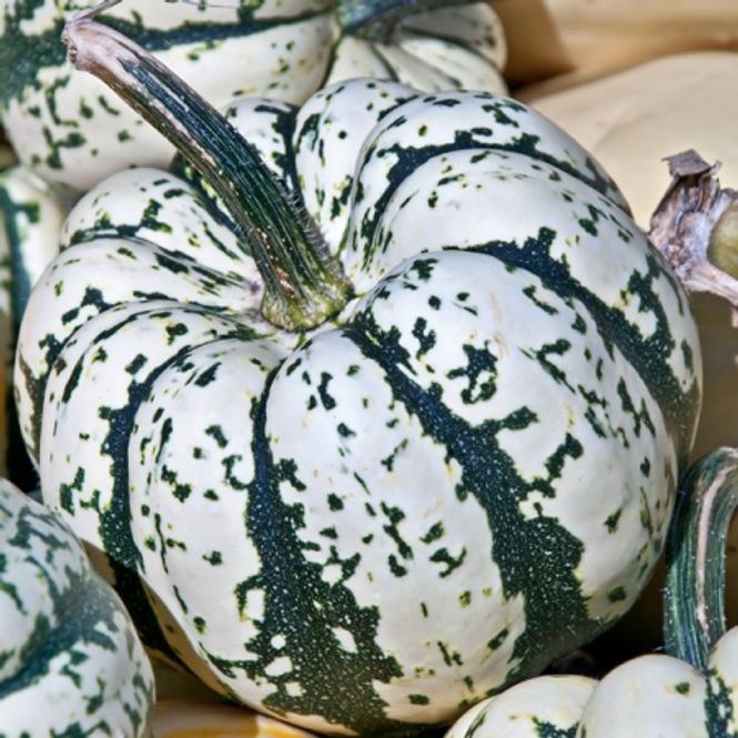 Hovedbilde Gresskar 'Sweet Dumpling' - Cucurbita pepo