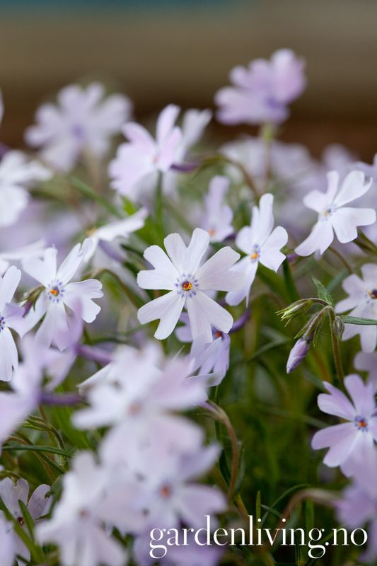 Vårfloks 'Emerald Cushion' - Phlox subulata