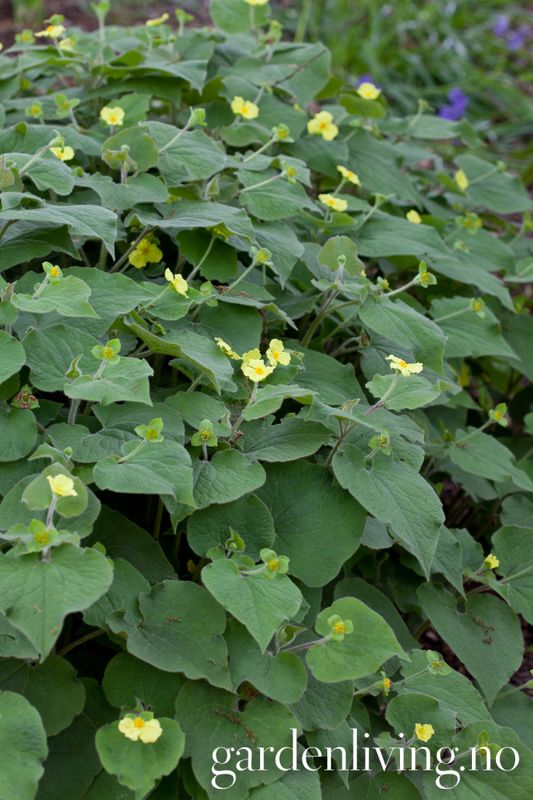 Saruma henryi