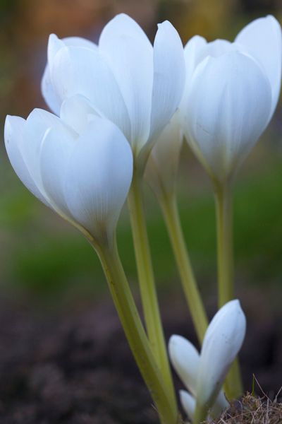 Hovedbilde Prakttidløs 'Album' - Colchicum speciosum - 1 stk (Sen ...