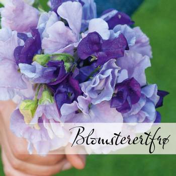 Hovedbilde Blomsterertfrø