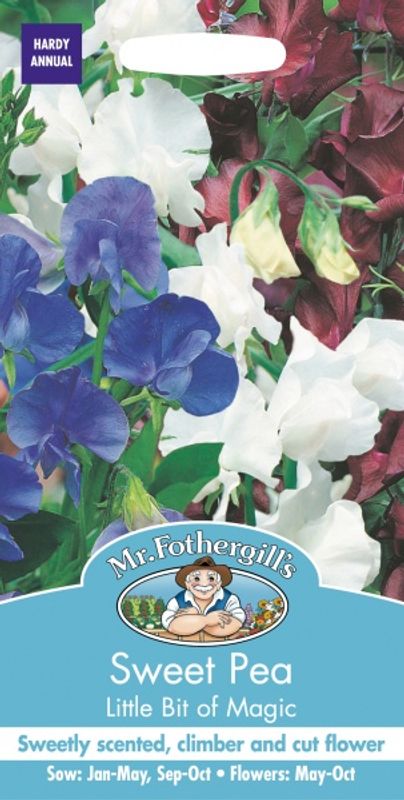 Blomsterert 'Little bit of Magic' - Lathyrus odoratus