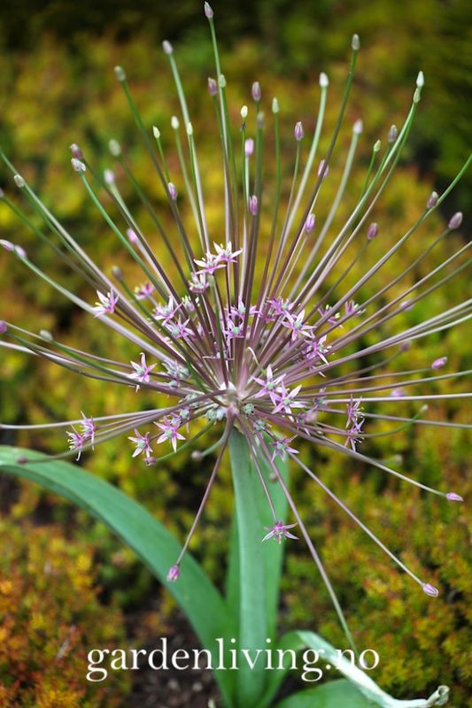 Markløperløk - Allium shubertii - 4 stk