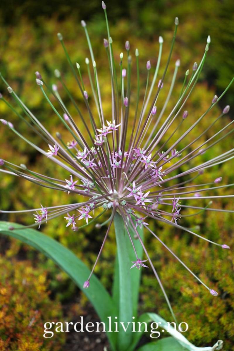 Markløperløk - Allium shubertii - 3 stk
