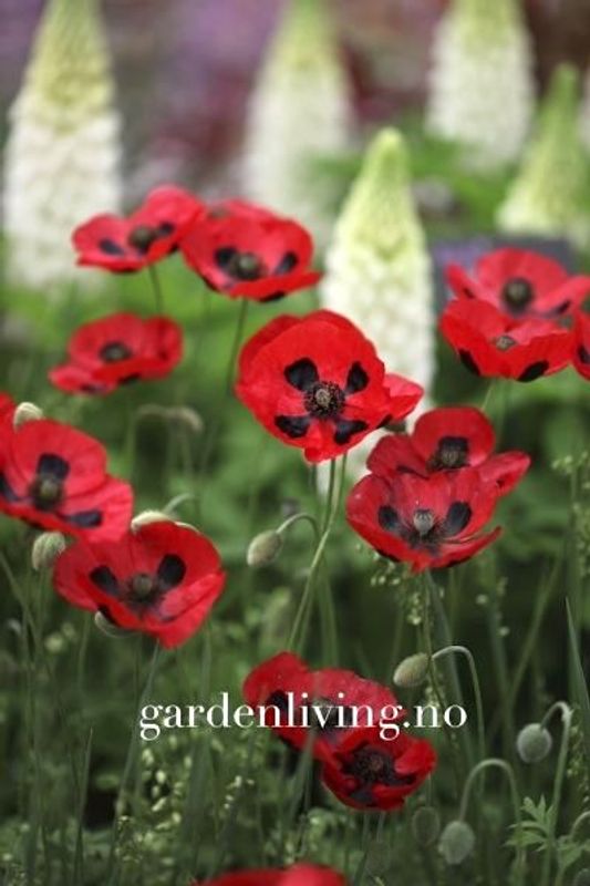 Valmue ’Ladybird’ - Papaver commutatum 