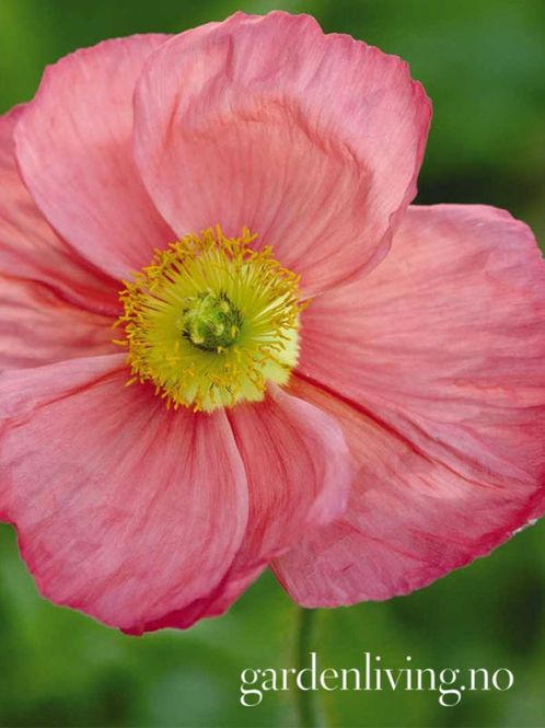 Hovedbilde Sibirvalmue 'Champagne Bubbles Pink' - Papaver nudicaule 