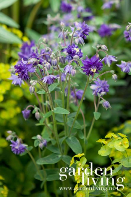 Hovedbilde Akeleie ’Blue Barlow’ - Aquilegia vulgaris 