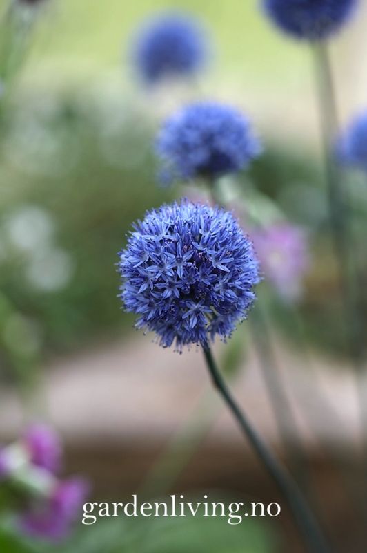 Azurløk - Allium caeruleum - 15 stk 