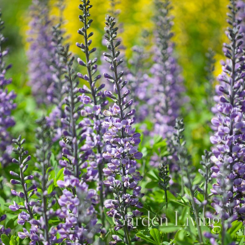 Fargeskolm 'Blue Towers' ® - Baptisia
