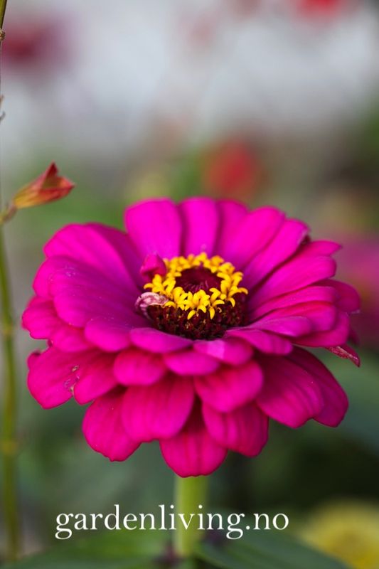 Sinnia 'Purple Prince' - Zinnia elegans