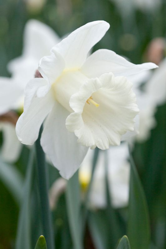 Påskelilje 'Mount Hood' - Narcissus - 5 stk
