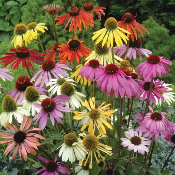 Hovedbilde Purpursolhatt 'Paradiso Mixed' - Echinacea purpurea 