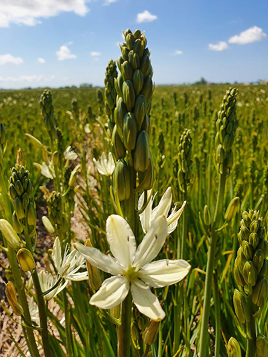Bjørnestjerne 'Silk River’ - Camassia leich. - 2 stk