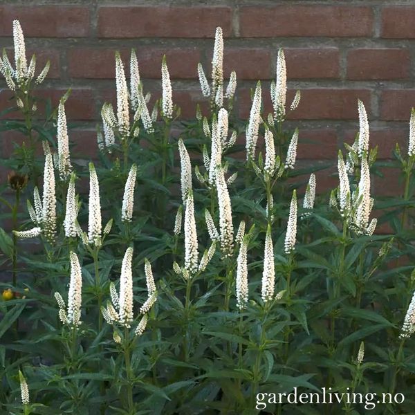 Hovedbilde Storveronika 'First Lady' - Veronica longifolia 