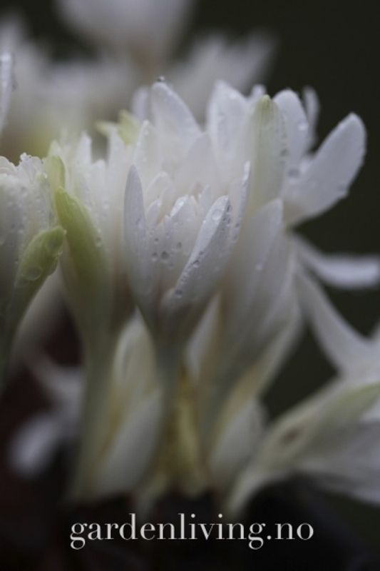 Tidløs - Colchicum autumnale ’Alboplenum’ 1 stk