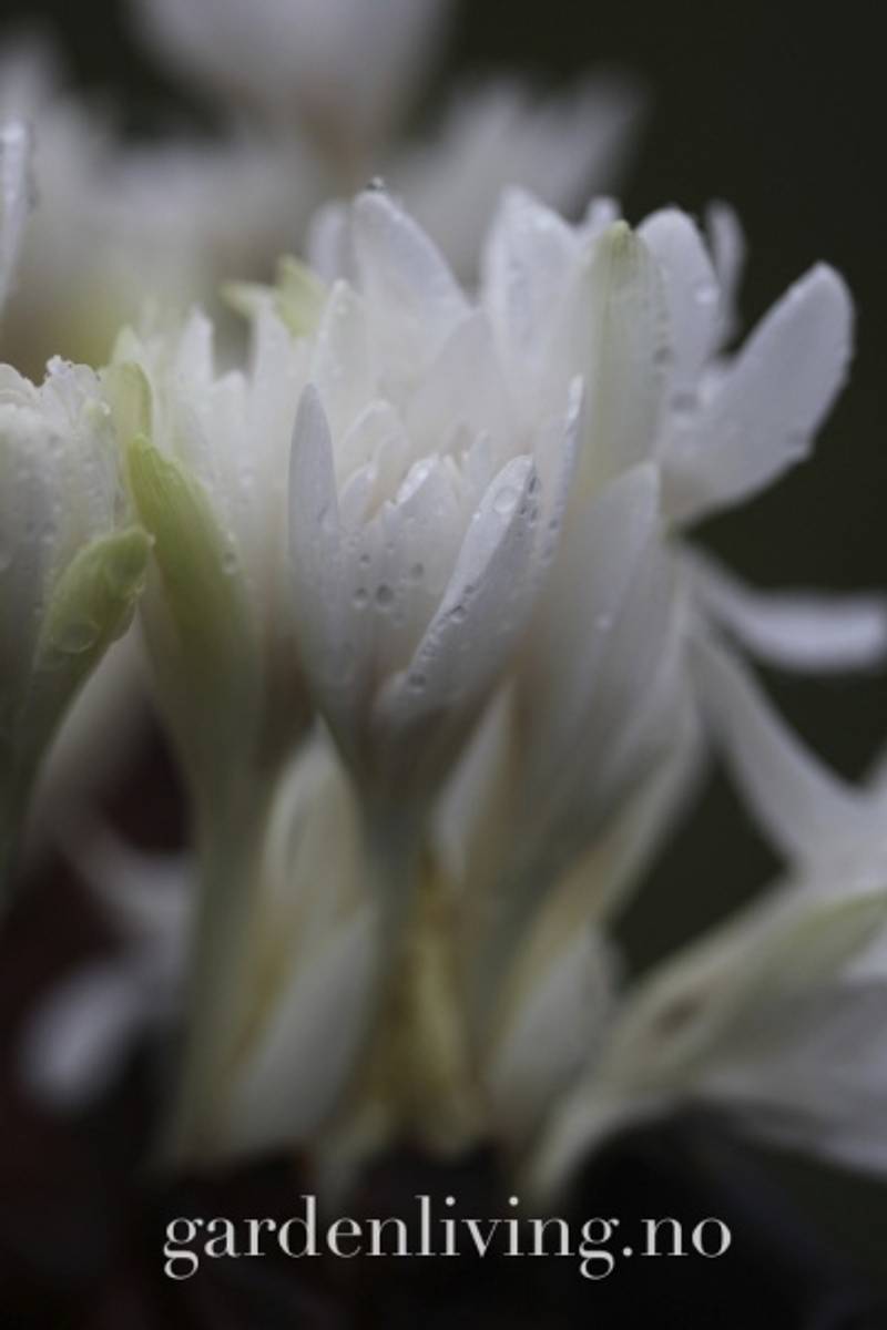 Tidløs - Colchicum autumnale ’Alboplenum’ 1 stk