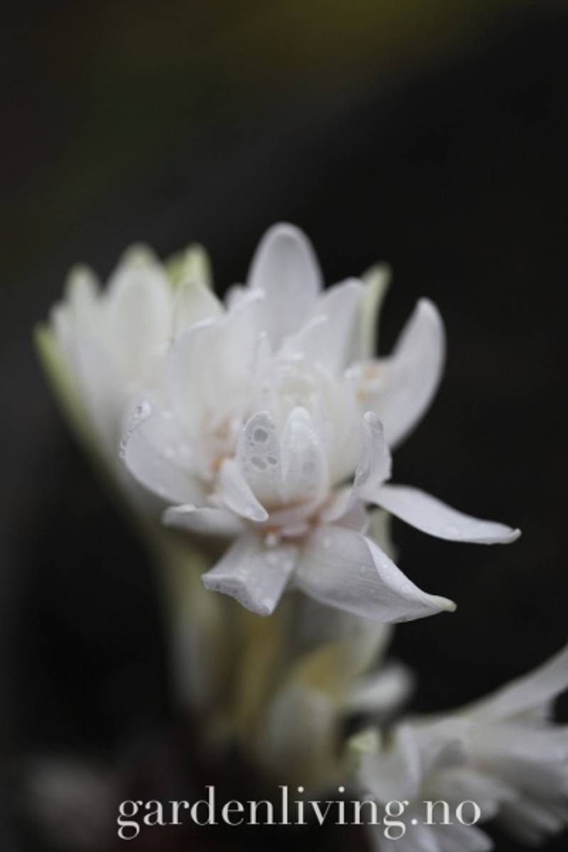 Tidløs - Colchicum autumnale ’Alboplenum’ 1 stk