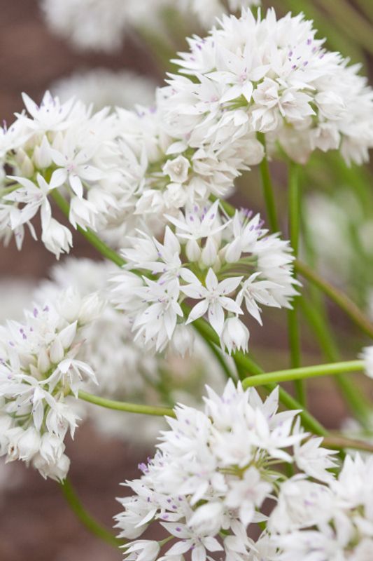 Prydløk 'Graceful Beauty' - Allium amplectens - 6 stk
