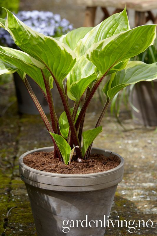 Hosta 'Sorbet' ® 
