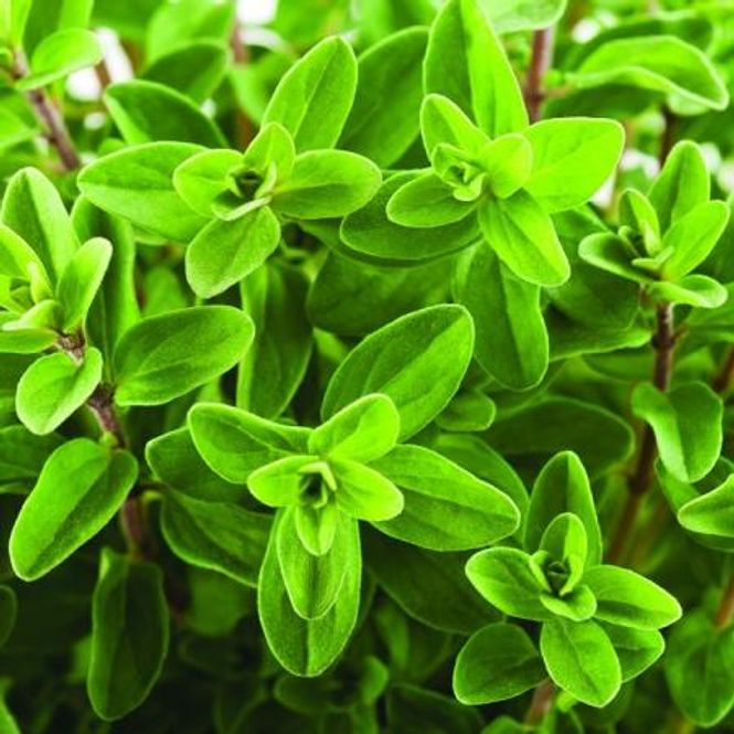 Hovedbilde Oregano 'Greek' - Origanum vulgare
