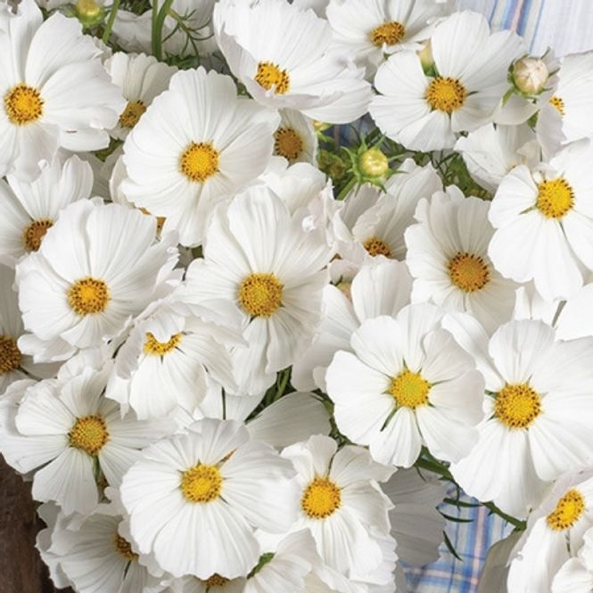 Hovedbilde Pyntekorg 'Afternoon White' - Cosmos bipinnatus