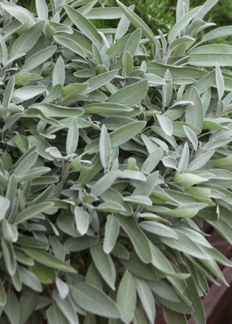 Hovedbilde Salvie - Salvia officinalis Organic