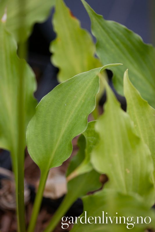 Hosta 'Stirfry'