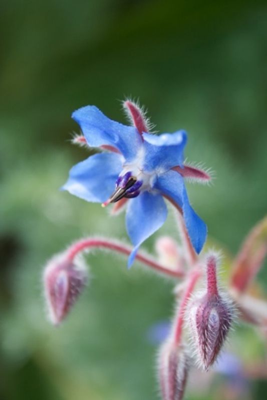 Agurkurt - Borago officinalis - Organic
