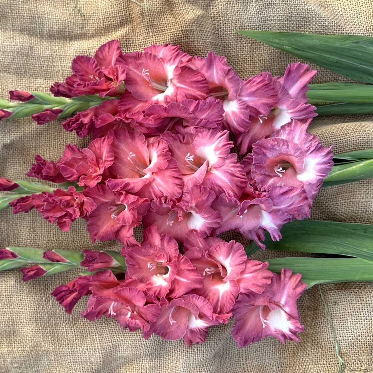 Gladiol 'Tiramisu' - Gladiolus, 10 stk.