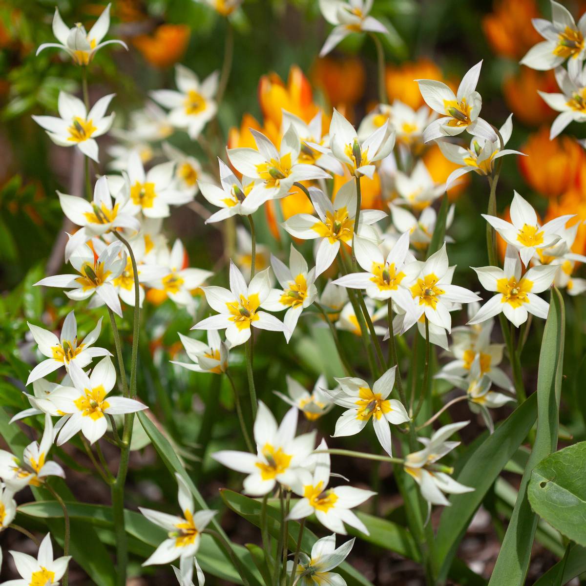 Turkestantulipan - Tulipa turkestanica - 10 stk