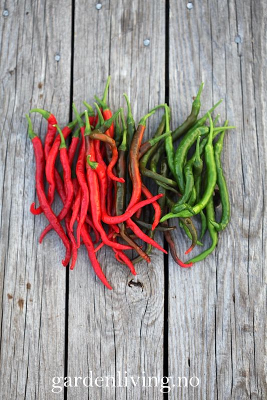 Chilipepper 'Cabe Keriting' - Capsicum annuum