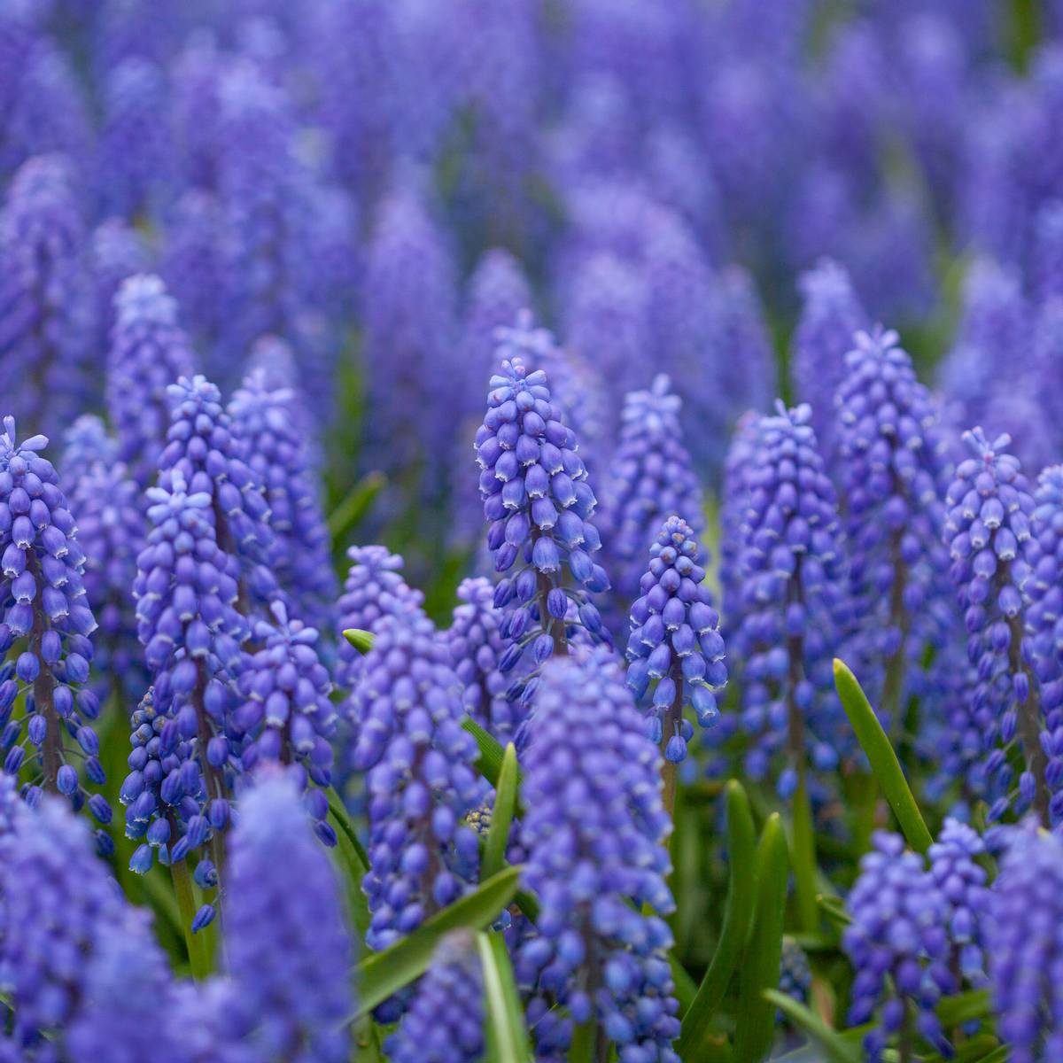 Armeniaperleblomst - Muscari armeniacum - 20 stk