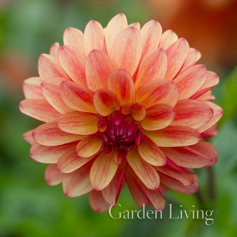 Georgine 'Crazy Legs' - Dahlia x cultorum, 1 stk.