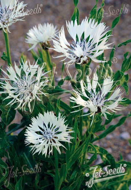 Hovedbilde Knoppurt - Centaurea cheiranthifolia 