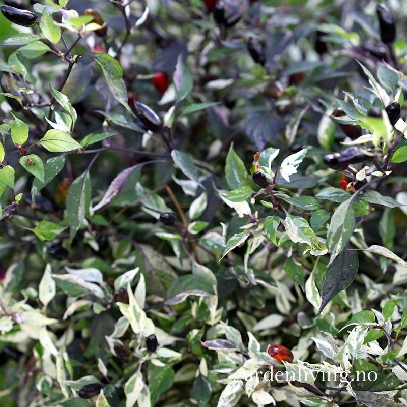 Chilipepper 'Calico' - Capsicum annuum