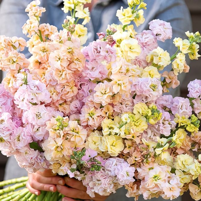 Hovedbilde Levkøy 'Summer Pastels Mixed' - Matthiola incana