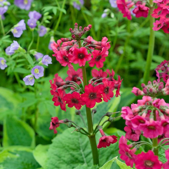 Hovedbilde Japanprimula 'Carminea' - Primula japonica
