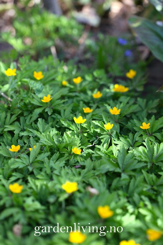 Gulveis - Anemone ranunculoides - 1 stk