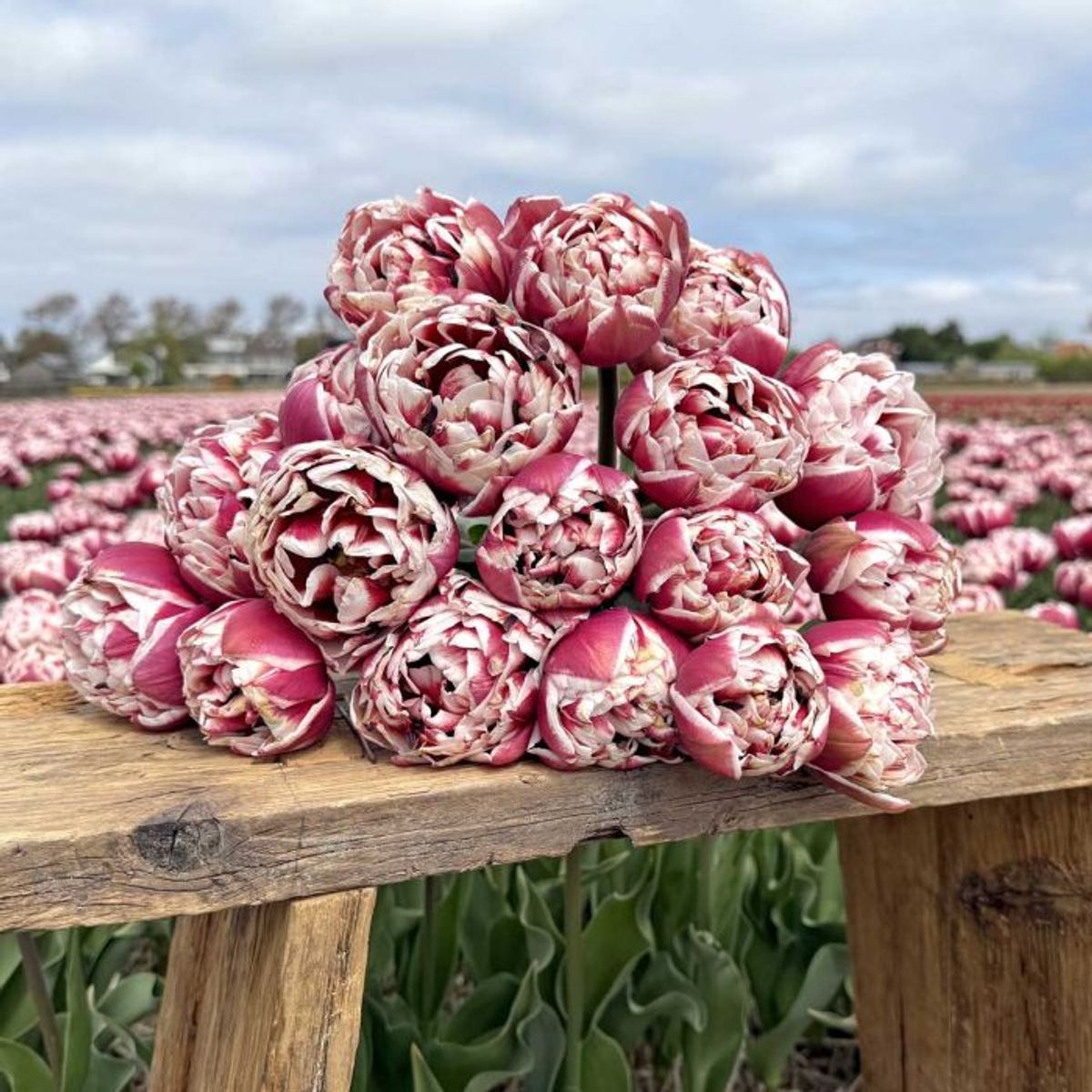Tulipan 'Sarana', sen dobbel - 10 stk