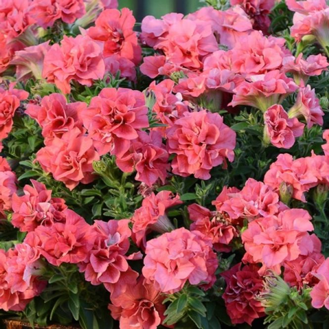 Hovedbilde Petunia 'Double Duo Salmon' F1 - Petunia grandiflora