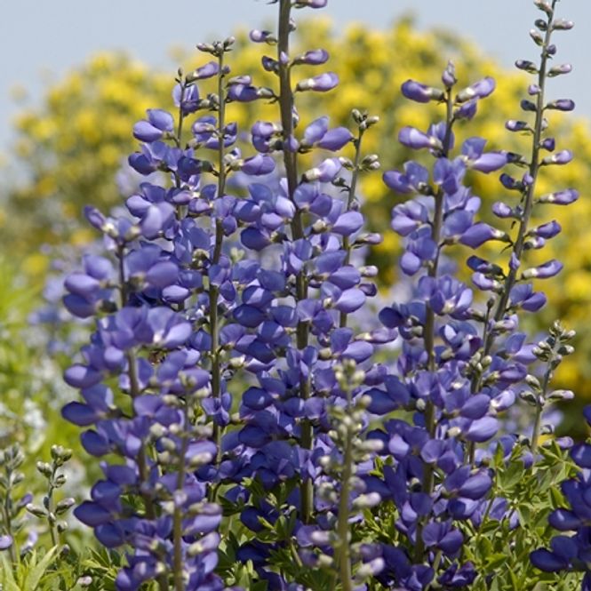 Hovedbilde Fargeskolm - Baptisia australis