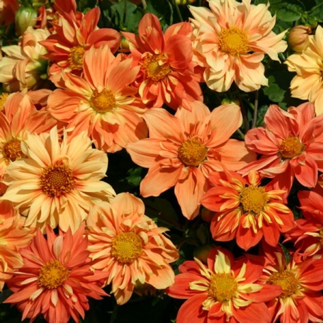 Hovedbilde Georgine 'Reggae Orange' - Dahlia