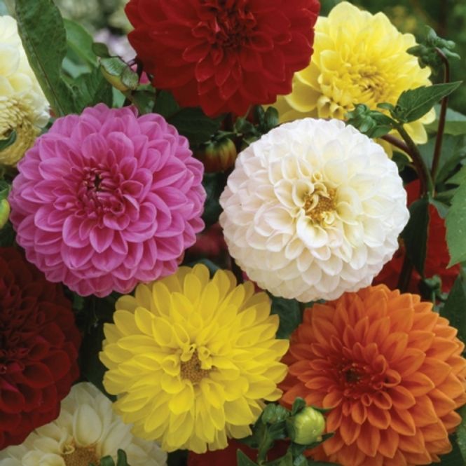 Hovedbilde Georgine 'Pompon Mixed’ - Dahlia 