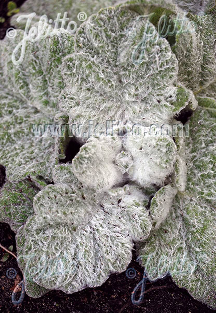 Sølvsalvie - Salvia argentea